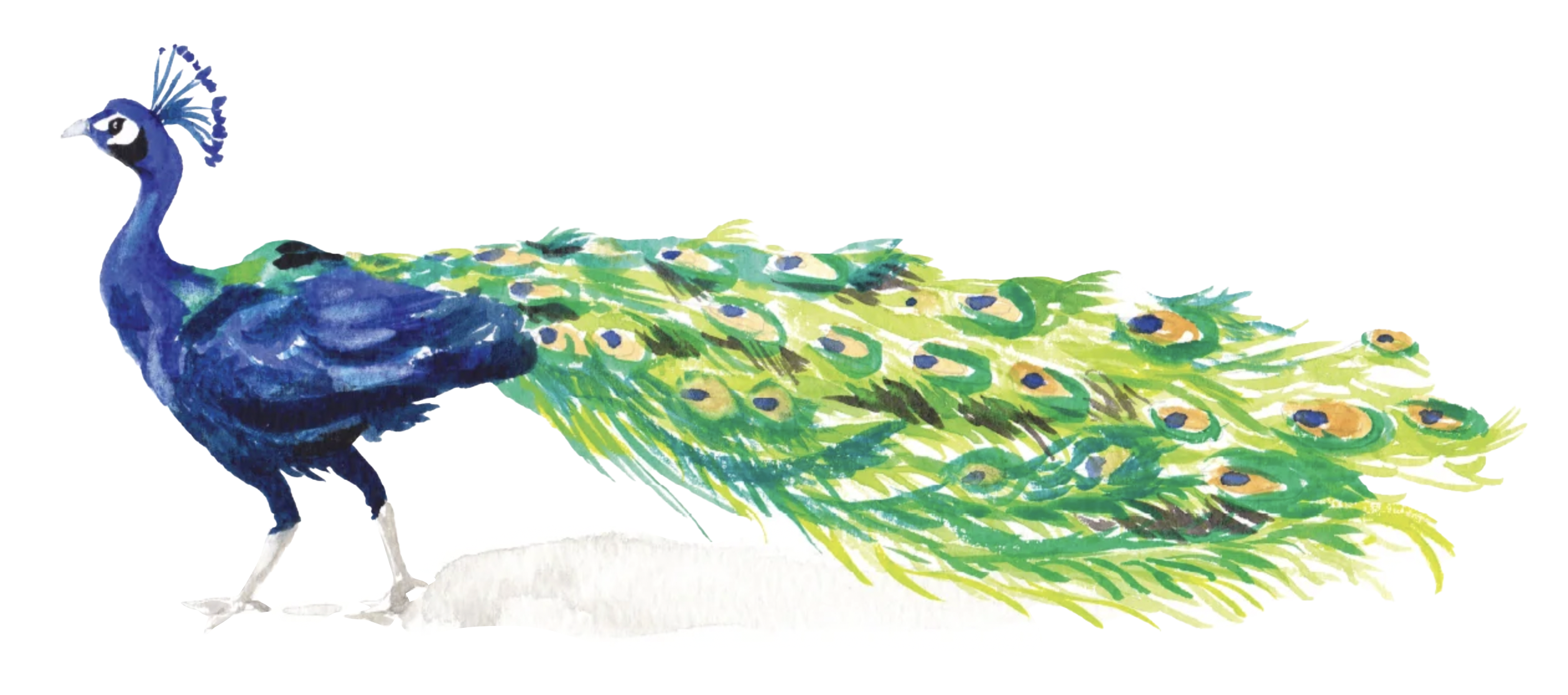 PavoReal (1)